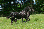 trabende Friesen / trotting friesian horses