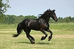 galoppierender Friese / galloping friesian horse
