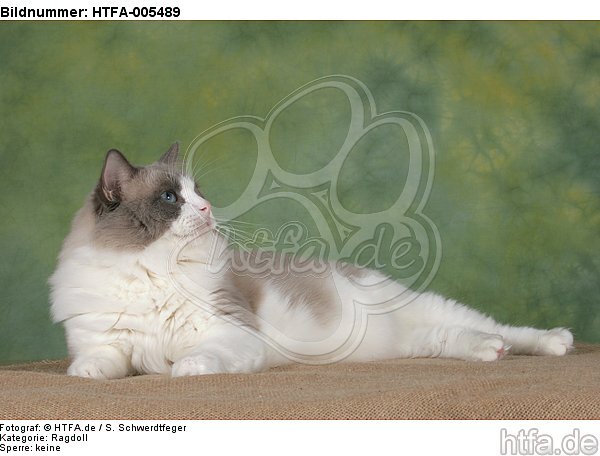 Ragdoll / HTFA-005489