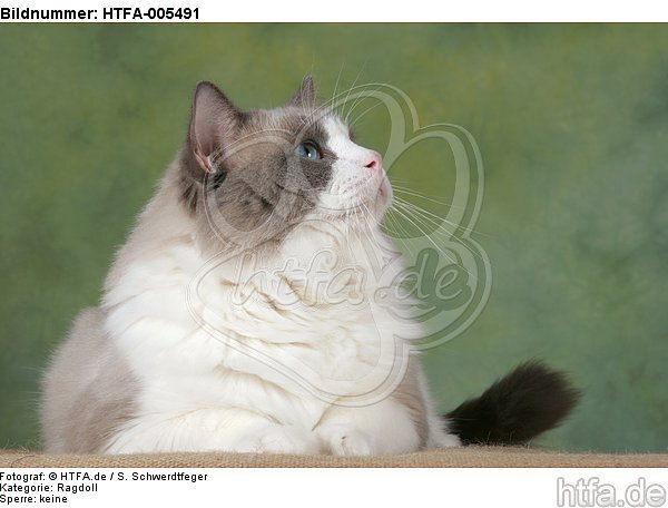 Ragdoll / HTFA-005491