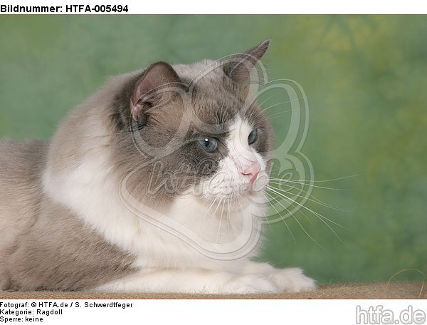 Ragdoll / HTFA-005494