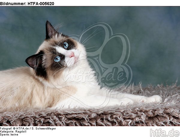 Ragdoll / HTFA-005620