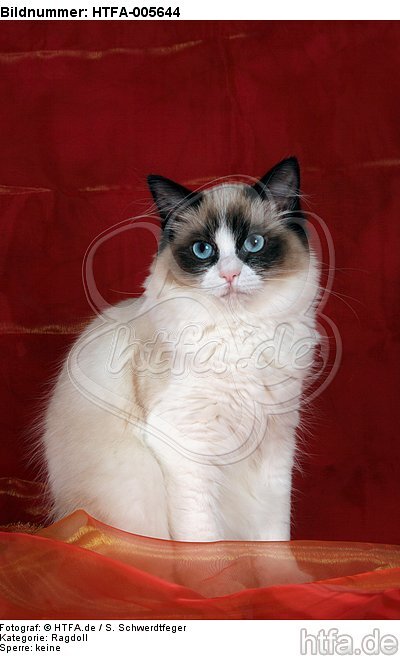 Ragdoll / HTFA-005644