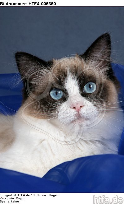 Ragdoll / HTFA-005650