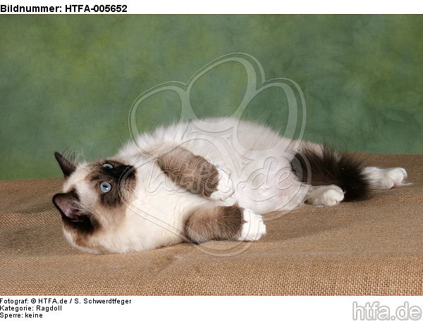 Ragdoll / HTFA-005652