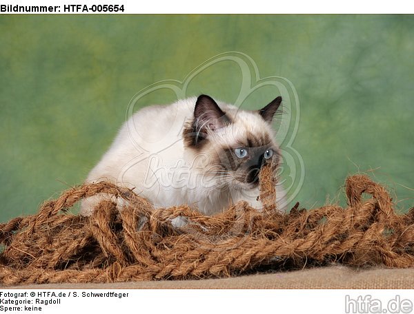 Ragdoll / HTFA-005654