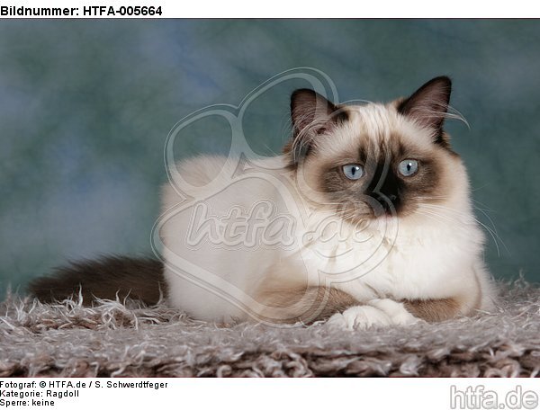 Ragdoll / HTFA-005664