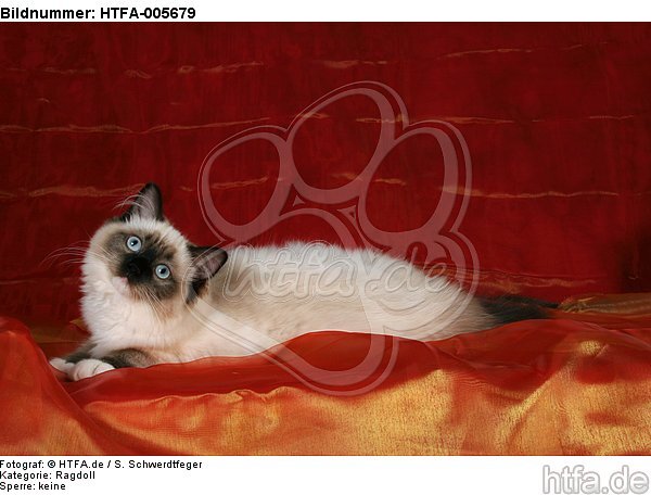 Ragdoll / HTFA-005679