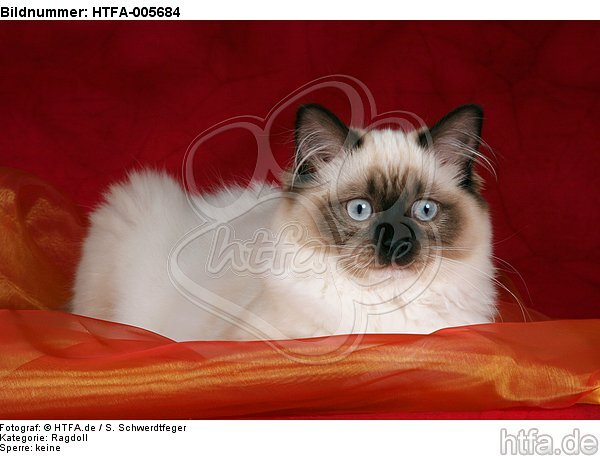 Ragdoll / HTFA-005684