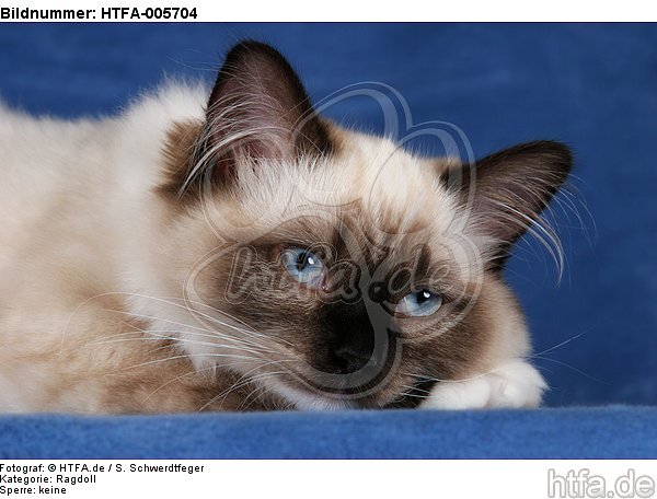 Ragdoll / HTFA-005704