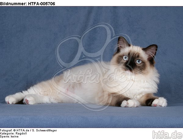 Ragdoll / HTFA-005706