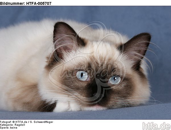 Ragdoll / HTFA-005707