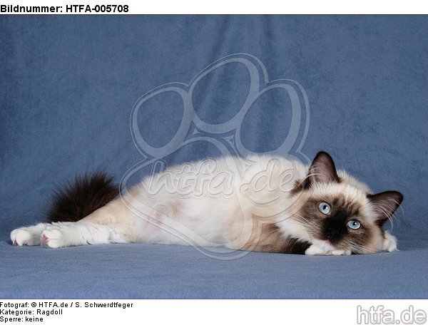 Ragdoll / HTFA-005708