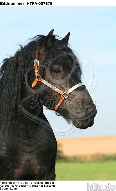Rheinisch Deutscher Kaltblut Hengst / coldblood stallion / HTFA-007676