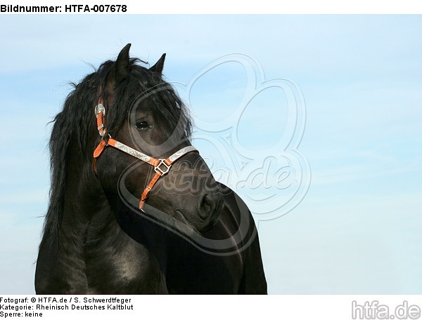 Rheinisch Deutscher Kaltblut Hengst / coldblood stallion / HTFA-007678