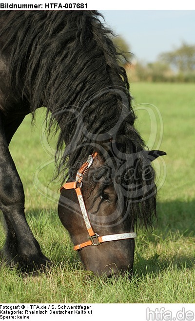 Rheinisch Deutscher Kaltblut Hengst / coldblood stallion / HTFA-007681