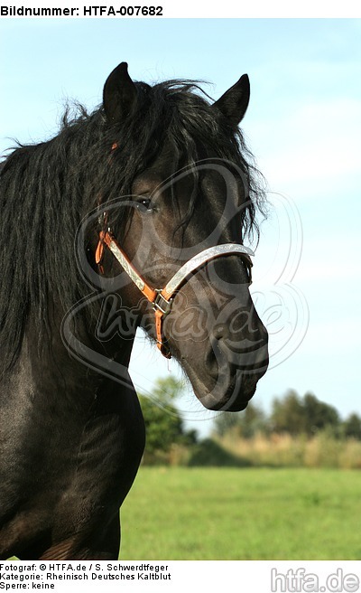 Rheinisch Deutscher Kaltblut Hengst / coldblood stallion / HTFA-007682