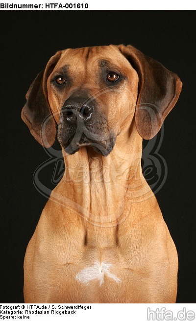 Rhodesian Ridgeback / HTFA-001610