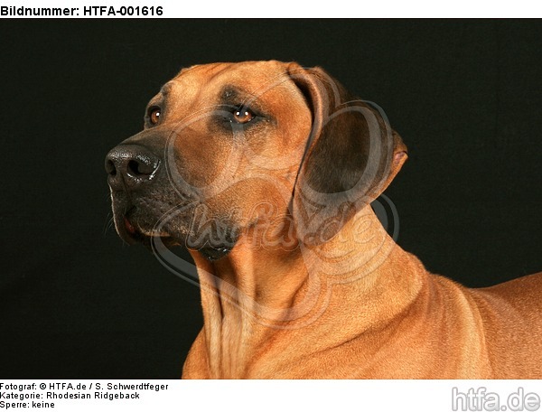 Rhodesian Ridgeback / HTFA-001616