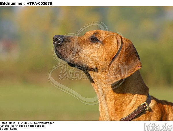 Rhodesian Ridgeback / HTFA-003579