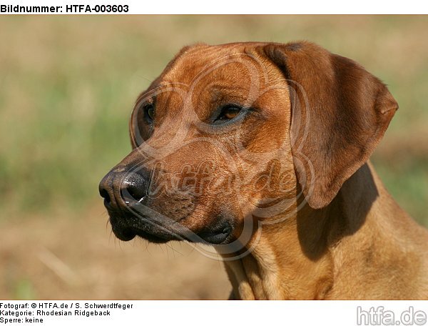 Rhodesian Ridgeback / HTFA-003603