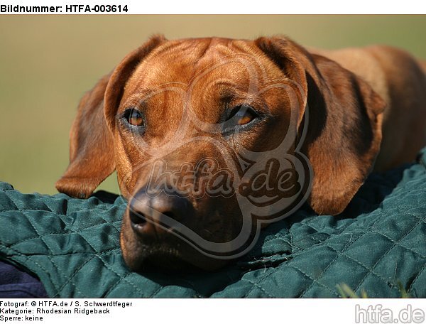 Rhodesian Ridgeback / HTFA-003614