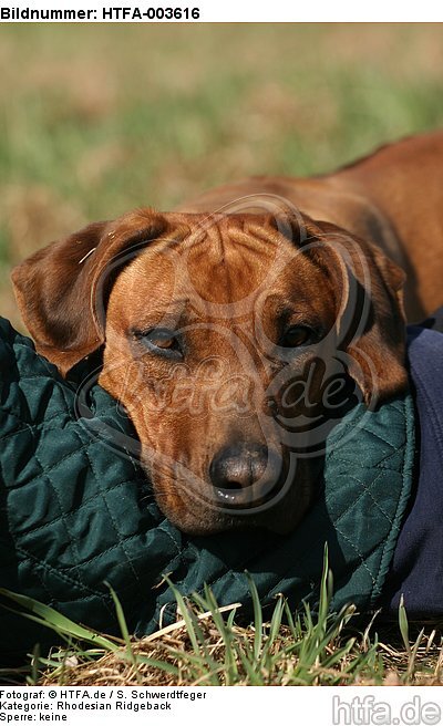 Rhodesian Ridgeback / HTFA-003616