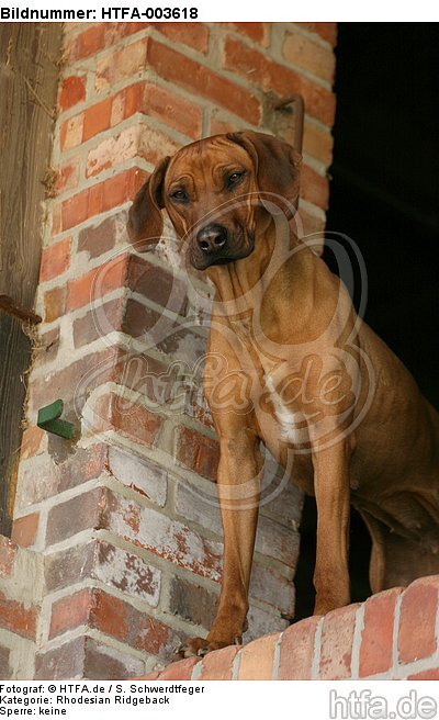 Rhodesian Ridgeback / HTFA-003618