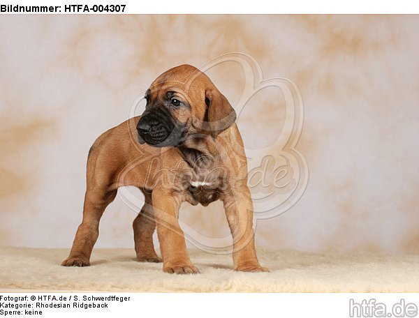 Rhodesian Ridgeback Welpe / rhodesian ridgeback puppy / HTFA-004307