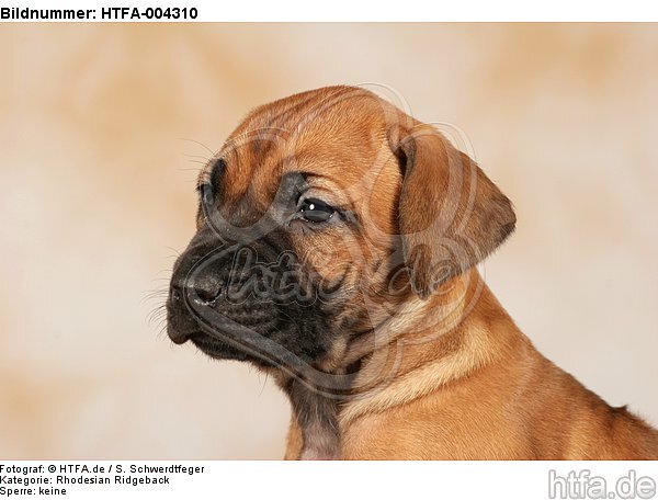 Rhodesian Ridgeback Welpe / rhodesian ridgeback puppy / HTFA-004310