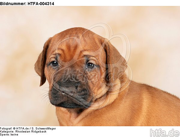 Rhodesian Ridgeback Welpe / rhodesian ridgeback puppy / HTFA-004314