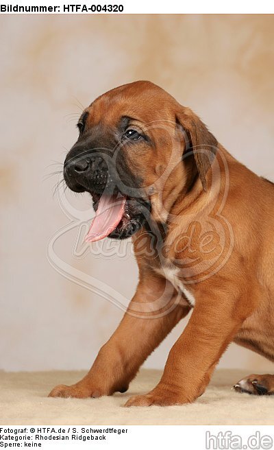 Rhodesian Ridgeback Welpe / rhodesian ridgeback puppy / HTFA-004320