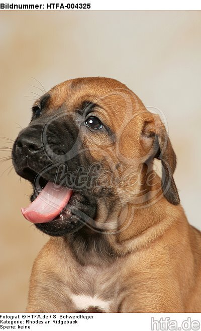 Rhodesian Ridgeback Welpe / rhodesian ridgeback puppy / HTFA-004325