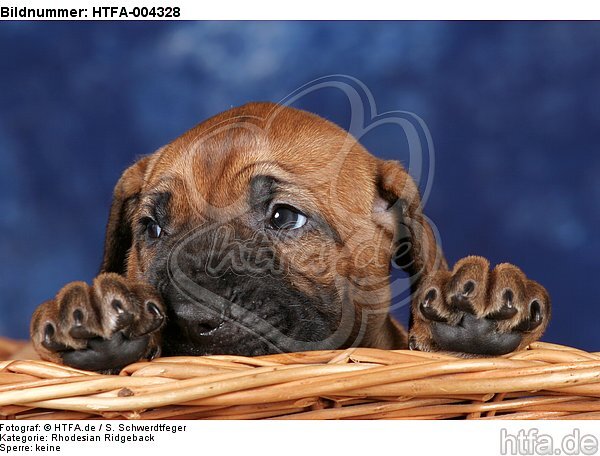 Rhodesian Ridgeback Welpe / rhodesian ridgeback puppy / HTFA-004328