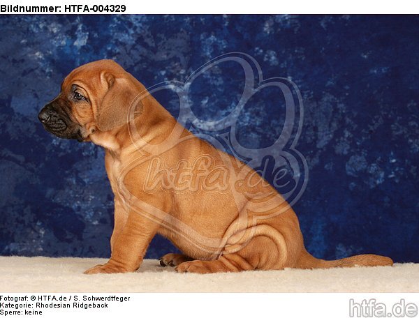 Rhodesian Ridgeback Welpe / rhodesian ridgeback puppy / HTFA-004329