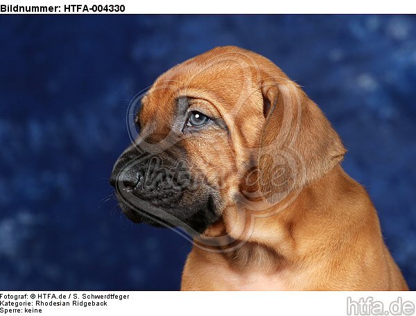 Rhodesian Ridgeback Welpe / rhodesian ridgeback puppy / HTFA-004330