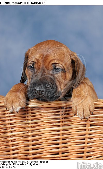 Rhodesian Ridgeback Welpe / rhodesian ridgeback puppy / HTFA-004339