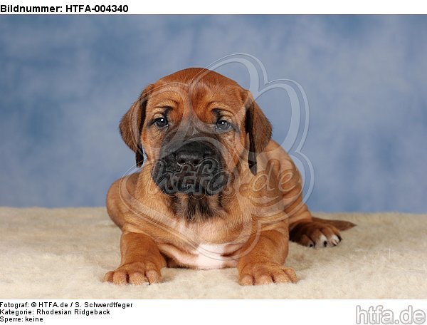 Rhodesian Ridgeback Welpe / rhodesian ridgeback puppy / HTFA-004340