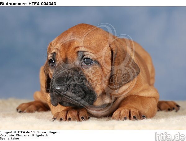 Rhodesian Ridgeback Welpe / rhodesian ridgeback puppy / HTFA-004343