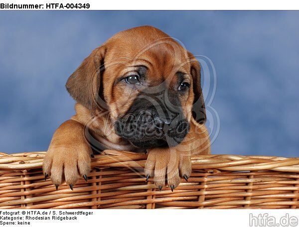 Rhodesian Ridgeback Welpe / rhodesian ridgeback puppy / HTFA-004349