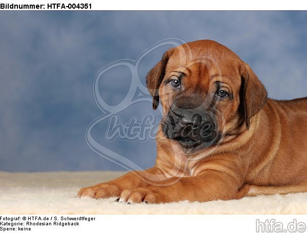 Rhodesian Ridgeback Welpe / rhodesian ridgeback puppy / HTFA-004351