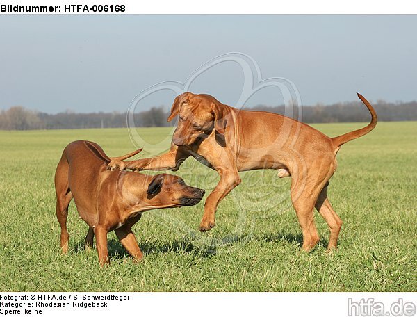 Rhodesian Ridgebacks / HTFA-006168