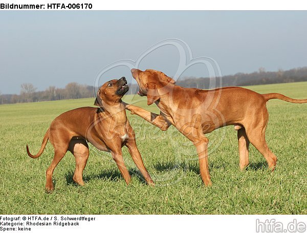 Rhodesian Ridgebacks / HTFA-006170