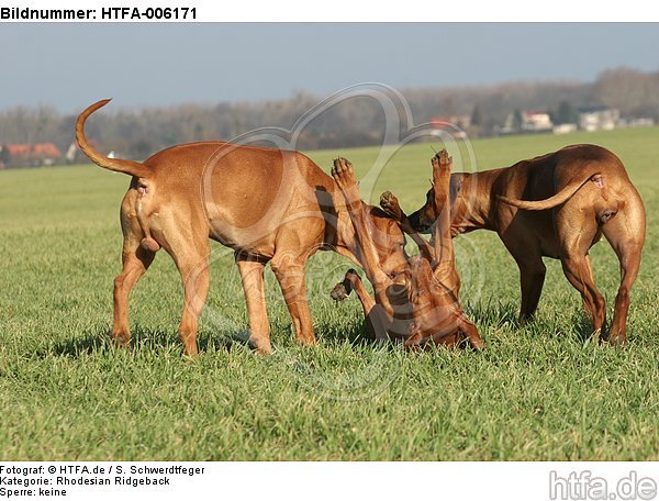 Rhodesian Ridgebacks / HTFA-006171