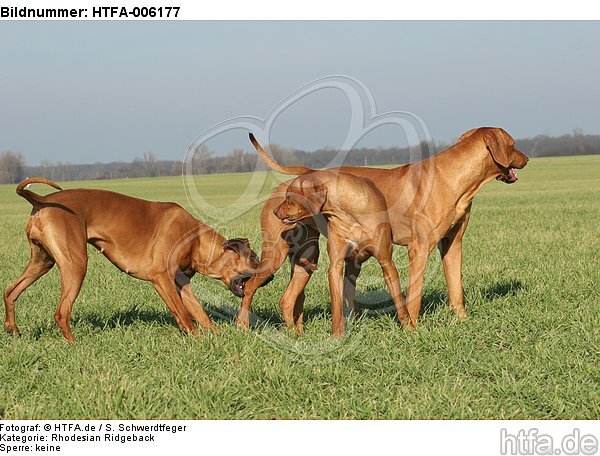 Rhodesian Ridgebacks / HTFA-006177