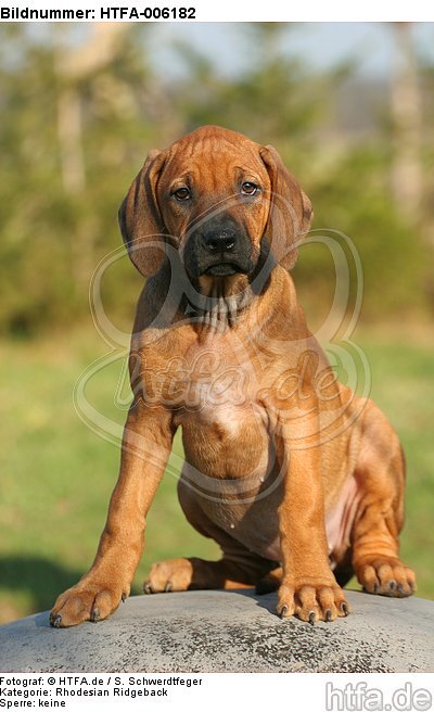 Rhodesian Ridgeback Welpe / rhodesian ridgeback puppy / HTFA-006182