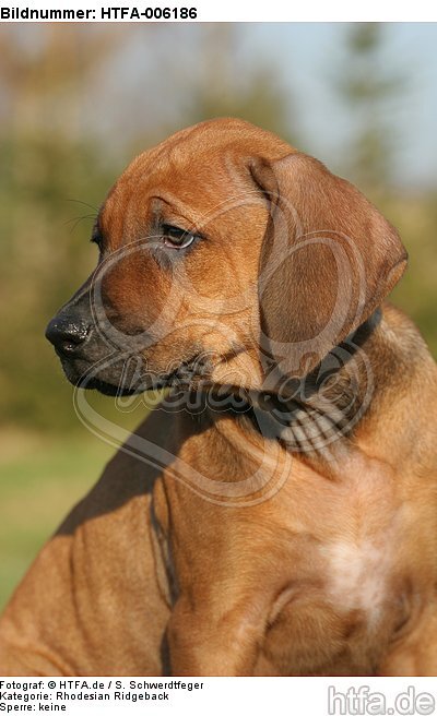 Rhodesian Ridgeback Welpe / rhodesian ridgeback puppy / HTFA-006186