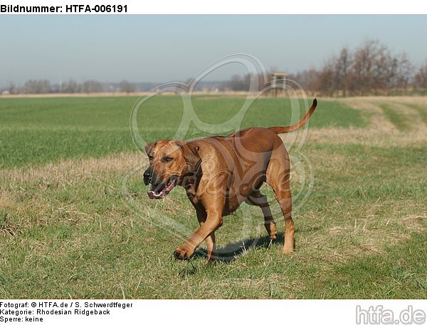 Rhodesian Ridgeback / HTFA-006191