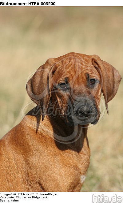 Rhodesian Ridgeback Welpe / rhodesian ridgeback puppy / HTFA-006200