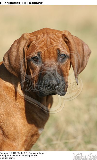 Rhodesian Ridgeback Welpe / rhodesian ridgeback puppy / HTFA-006201